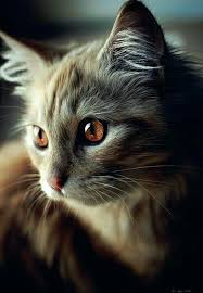 The medium to long fur can range from 2 to 6 inches in length. Brown Eyed Long Hair Tabby Cat Beautiful Cats Pretty Cats Cute Cats