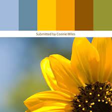 Color Schemes That Go With Sunflowers Google Search Spring Color Palette Sunflower Colors Nature Color Palette