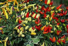 The method is one that is suited very well to growing chilli peppers and the main benefit is that it produces very rapid growth rates in plants. Growing Hydroponic Peppers For Dummies Gardening Tips