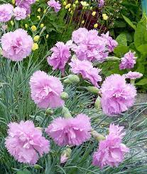 Dianthus Plumaris Rose De Mai Flower Bed Plants Fragrant Plant Rare Flowers