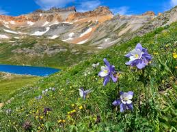 Check spelling or type a new query. 12 Of The Best Wildflower Hikes In Colorado That You Ll Never Forget