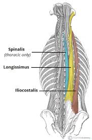 They are the muscle group of the back responsible for extension, adduction, and rotation of the the latter scapulae is basically a small muscle which looks like a garden hose and connects our necks to. Muscles Of The Back Teachmeanatomy