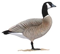 Start the drawing the canada goose! Differences Between Canada Goose And Cackling Goose Audubon