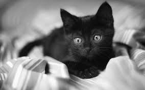 Dark wallpapers where black is the predominant colour communicate poise and sheer. Sweet Black Cat Wallpapers Hd Desktop And Mobile Backgrounds