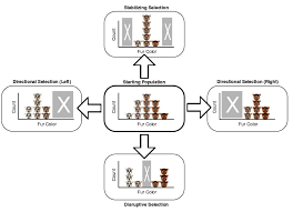 Directional Selection Stabilizing Directional And