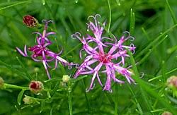 Image result for Vernonia griseopapposa