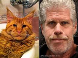 Ron Perlman's resemblance to Maine coon cats