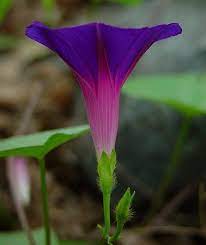 Morning Glory Ipomoea Purpurea Family Convolvulaceae Garden Vines Morning Glory Flowering Vines