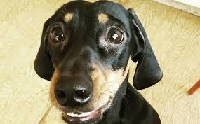 Different shape names (with useful. 110 Girl Dog Names With Meaning The Paws