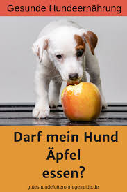Durfen Hunde Apfel Essen Gesund Mit Schale Obst Und Hausmittel Hunde Ernahrung Hunde Hunde Futter