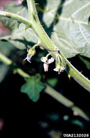 Image result for Solanum viarum