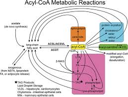 List of 73 coas definitions. Metabolic Reactions Of Acyl Coas Long Chain Fas Are Synthesized De Download Scientific Diagram