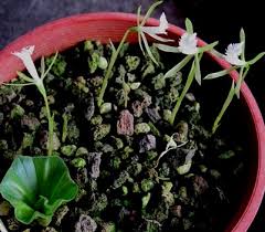 Image result for Nervilia kotschyi