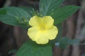 Image result for Reinwardtia indica