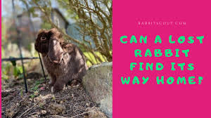 We review the best pet best pet insurance companies. What To Do If Your Rabbit Is Lost Wait Search Or Rescue Rabbit Scout