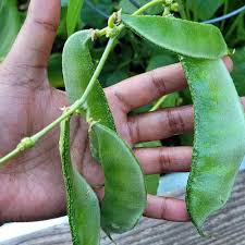 Image result for Lablab