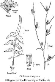 Image result for Cichorium