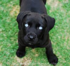 Black And White Pitbull Puppy With Blue Eyes 403 Forbidden Black Pitbull Puppies Cute Puppies Blue Eyed Dog