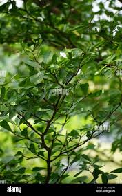Image result for Terminalia mantaly