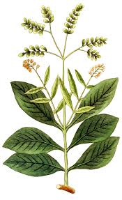 Image result for Colletoecema