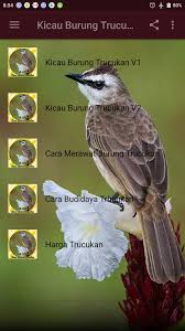 Home » suara burung » download suara burung trucukan gacor ngerol panjang. Gambar Burung Trucuk Kartun Crimealirik Page