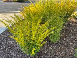 Image result for Solidago