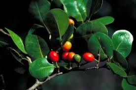 Image result for Drypetes