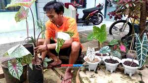 Jenis tanaman hias yang laku dijual. Talas Liar Bernilai Ekonomis Di Ciamis Laku Dijual Rp50 Ribu