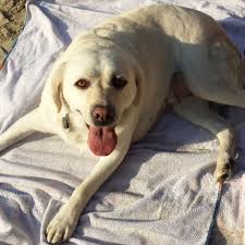 Fundraiser by Felicia Cunningham : CLOVER'S FUND