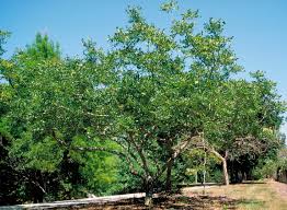 Image result for Zanthoxylum