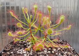 Image result for Drosera madagascariensis