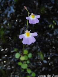 Image result for Utricularia striatula
