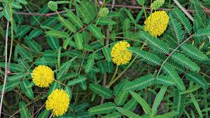 Required fields are marked * name * email * website. Bluestar A Native Plant For The Masses Finegardening