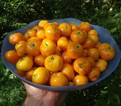 Image result for Eugenia woodii