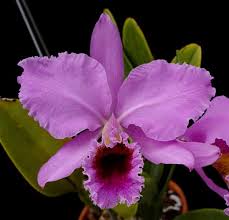 Image result for Albertisia exelliana