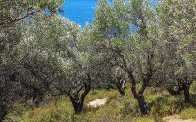 Saison Quant Vient Le Temps Des Olives Lepetitjournal Com