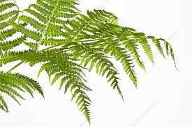 Image result for Pteridium aquilinum