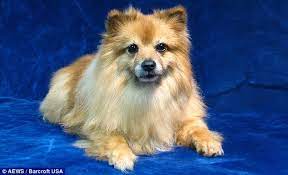Web design and hosting by: Eternally Yours The Freeze Dried Pets That Loving Pet Owners Can T Bear To Bury Or Have Cremated Daily Mail Online