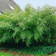 Garten mit bambus 2016 : Garten Bambus Rufa Im Ca 18 Cm Topf Online Kaufen Bei Gartner Potschke