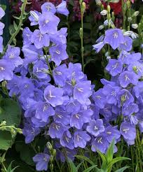 Campanula Persicifolia Telham Beauty Beautiful Large 2 3 Flaring Bell Shaped Flowers Are Held Outwards From Ve Orchid Seeds Bonsai Flower Flower Seeds