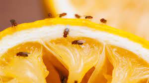 How to get rid of fruit flies in the kitchen naturally