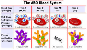 The Blood Groups 10th Biology Lesson 12 10