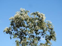 Image result for Cordia alliodora