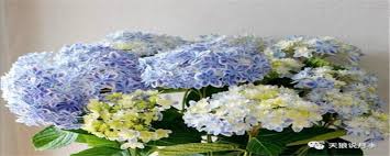 This has even more meaning because, in the language of flowers, blue hydrangeas mean sincerely heartfelt. Blue Hydrangea The Plant Aide