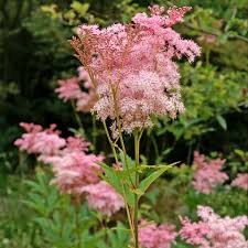 Image result for Vernonia filipendula