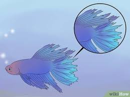 Some betta owners will use an epsom salt dip, as this can act as a laxative for the fish (see salt article your betta will soon experience loss of appetite and will show signs of reduced swimming, or. How To Cure Betta Fish Diseases With Pictures Wikihow