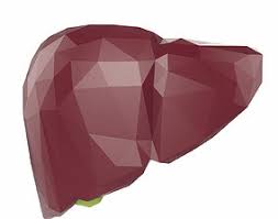 Interactive 3d liver anatomy application. Liver 3d Models Cgtrader