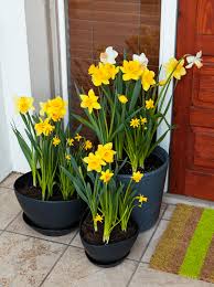 Roses, funeral arrangements, birthday bouquets Daffodils One Of The First Flowers Of Spring Proflowers Blog