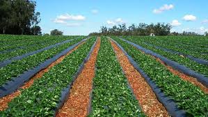 Cilek Yetistiriciligi Nasil Yapilir Yeni Is Fikirleri