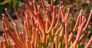 Fertilize once a month with an. Firestick Plant Care How To Grow Pencil Cactus Euphorbia Tirucalli